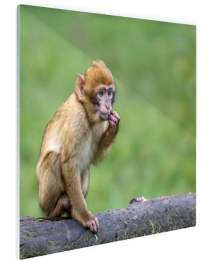 Jonge makaak aap Glas 120x80 cm - Foto print op Glas (Plexiglas wanddecoratie)
