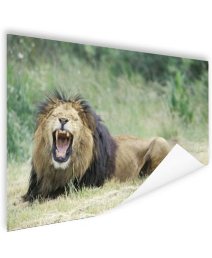 Stoere leeuw Poster 90x60 cm - Foto print op Poster (wanddecoratie)