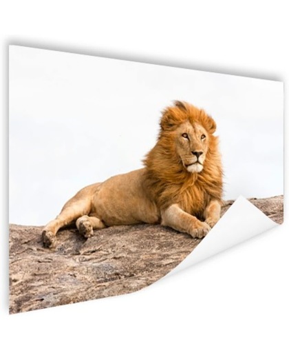 Liggende leeuw Poster 150x75 cm - Foto print op Poster (wanddecoratie)