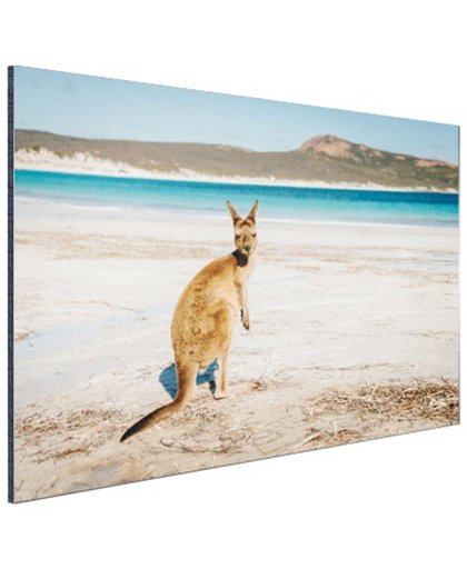 Omkijkende kangoeroe Aluminium 30x20 cm - Foto print op Aluminium (metaal wanddecoratie)