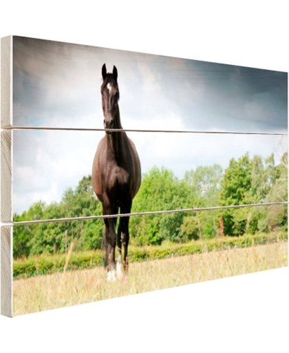 Merrie in een veld Hout 60x40 cm - Foto print op Hout (Wanddecoratie)