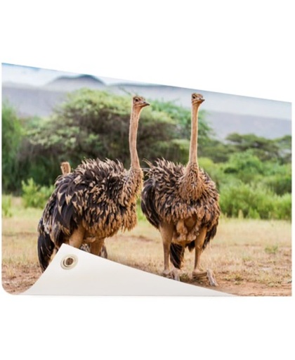Vrouwelijke struisvogels Tuinposter 60x40 cm - Foto op Tuinposter (tuin decoratie)