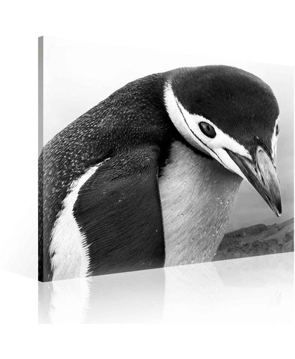 Penguin Canvas Print 80cm x 80cm