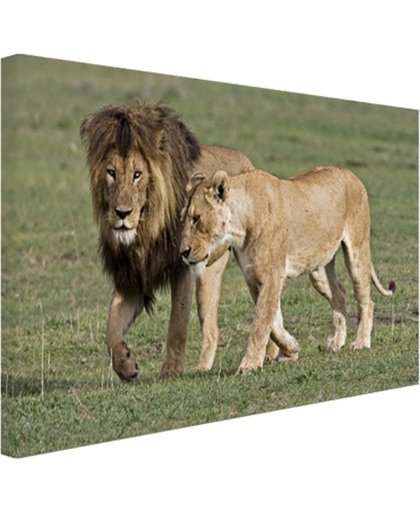 Leeuwenpaar Canvas 80x60 cm - Foto print op Canvas schilderij (Wanddecoratie)