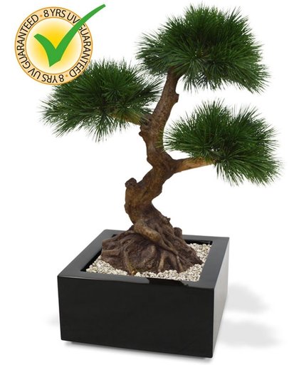 UV bestendige Pinus Bonsai x3 60 cm