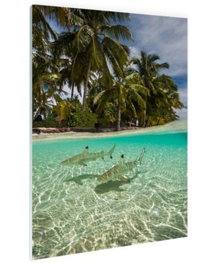 Tropische haaien Glas 80x120 cm - Foto print op Glas (Plexiglas wanddecoratie)