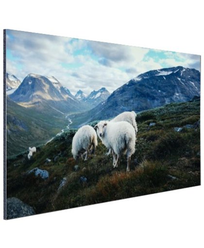 Familie portret schapen Aluminium 90x60 cm - Foto print op Aluminium (metaal wanddecoratie)