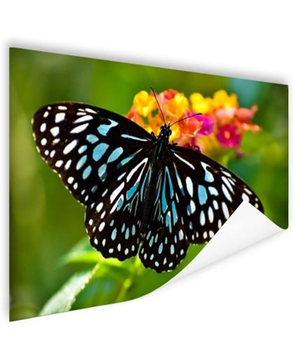 Blauwe Tijger vlinder Poster 90x60 cm - Foto print op Poster (wanddecoratie)