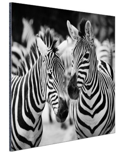 Zebra zwart wit Aluminium 60x40 cm - Foto print op Aluminium (metaal wanddecoratie)