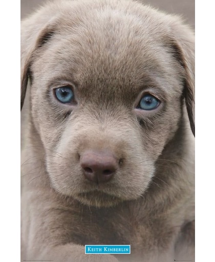 Keith Kimberlin Puppies Blue Eyes - Maxi Poster