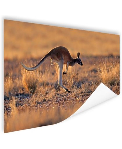 Springende kangoeroe warme gloed Poster 90x60 cm - Foto print op Poster (wanddecoratie)