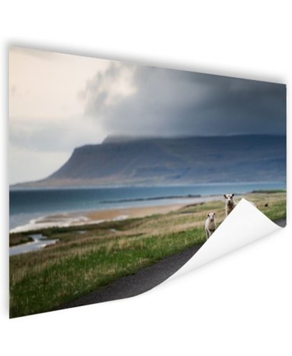 IJslandse schapen Poster 90x60 cm - Foto print op Poster (wanddecoratie)