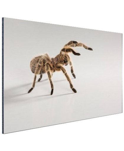 Chileense vogelspin Aluminium 120x80 cm - Foto print op Aluminium (metaal wanddecoratie)