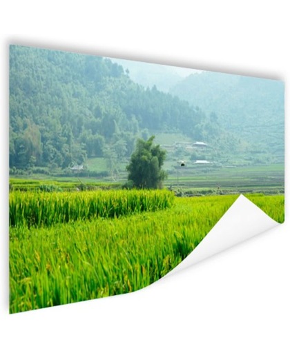 Rijstvelden in Azie foto Poster 60x40 cm - Foto print op Poster (wanddecoratie)