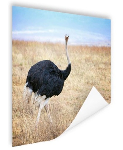 Portret mannelijke struisvogel Poster 150x75 cm - Foto print op Poster (wanddecoratie)