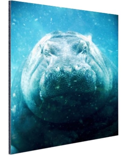 Slapende nijlpaard onderwater Aluminium 40x60 cm - Foto print op Aluminium (metaal wanddecoratie)