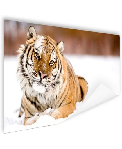 Amur tijger in de sneeuw Poster 60x40 cm - Foto print op Poster (wanddecoratie)