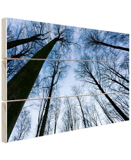 Beukenbos in de winter blauwe lucht Hout 30x20 cm - Foto print op Hout (Wanddecoratie)