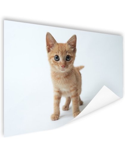 Klein rood katje Poster 120x80 cm - Foto print op Poster (wanddecoratie)