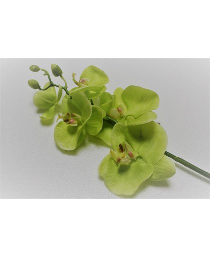 House615 - Zijdebloem - Phalaenopsis - Orchidee - Lime groen - 67cm