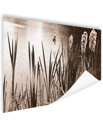 Wilde eend in een vijver sepia  Poster 90x60 cm - Foto print op Poster (wanddecoratie)