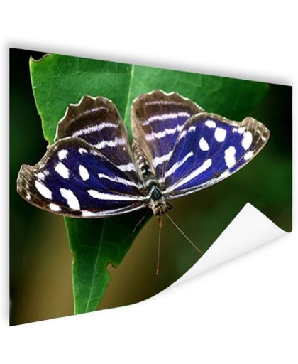 Blauwe Golf vlinder Poster 120x80 cm - Foto print op Poster (wanddecoratie)