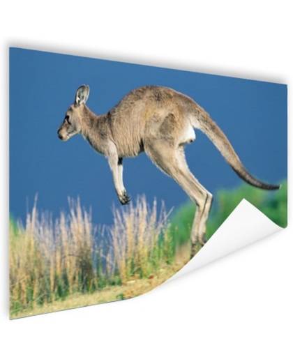 Springende kangoeroe Poster 150x75 cm - Foto print op Poster (wanddecoratie)