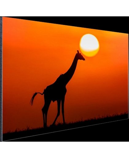 Giraffe bij zonsondergang Aluminium 90x60 cm - Foto print op Aluminium (metaal wanddecoratie)