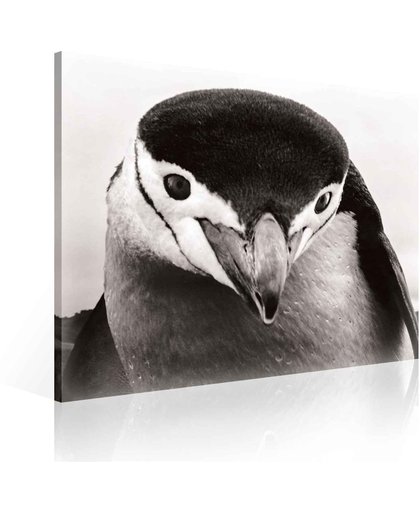 Penguin Canvas Print 80cm x 80cm