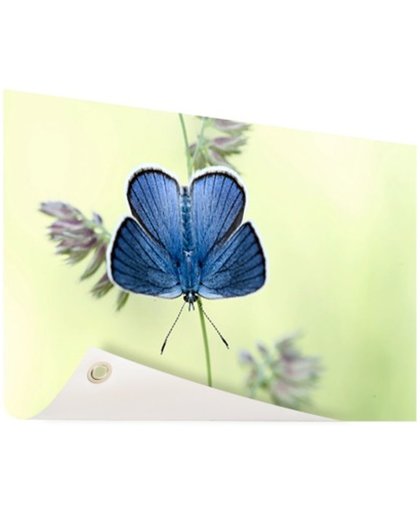Blauwe vlinder Tuinposter 200x100 cm - Foto op Tuinposter (tuin decoratie)