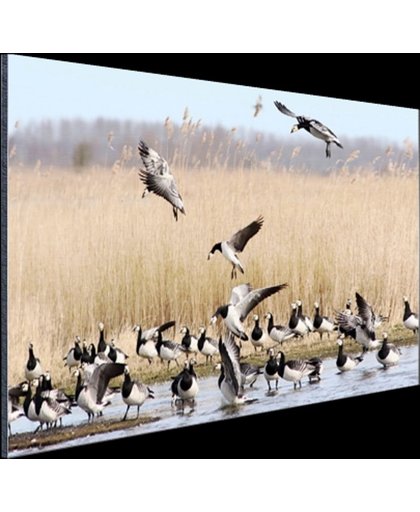 Groep ganzen in het water Aluminium 30x20 cm - Foto print op Aluminium (metaal wanddecoratie)