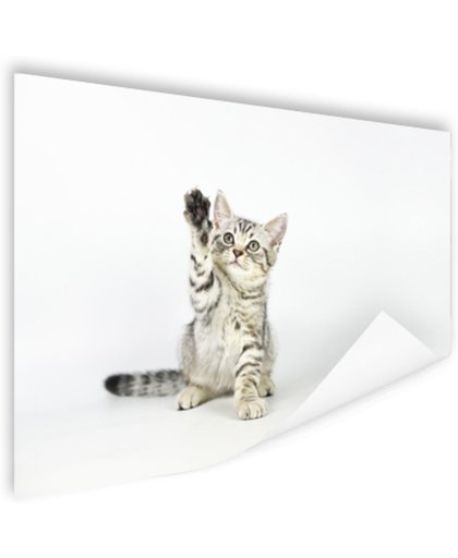 Kitten steekt pootje in de lucht Poster 120x80 cm - Foto print op Poster (wanddecoratie)
