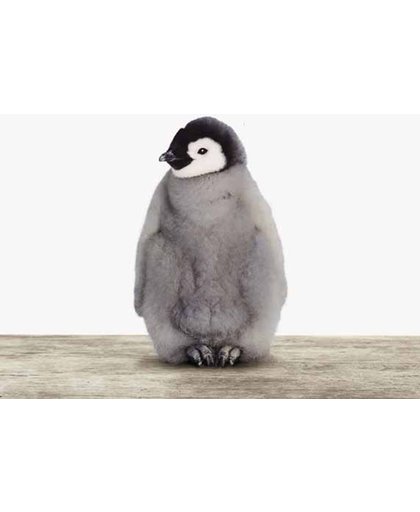 Baby pinguïn - Print op Multiplex houtplaat - 80x80 cm
