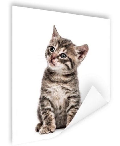 Zittend katje Poster 75x150 cm - Foto print op Poster (wanddecoratie)