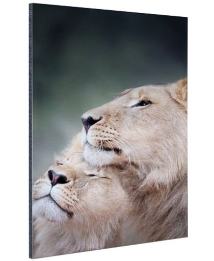 Twee leeuwen close-up foto Aluminium 80x120 cm - Foto print op Aluminium (metaal wanddecoratie)