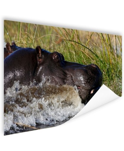 Nijlpaard richting het droge Poster 150x75 cm - Foto print op Poster (wanddecoratie)