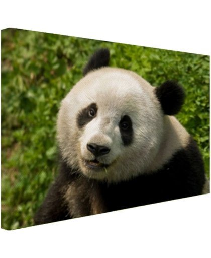 Nieuwsgierige panda Canvas 120x80 cm - Foto print op Canvas schilderij (Wanddecoratie)