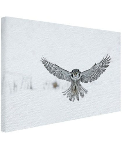 Vliegende Hawkuil Canvas 60x40 cm - Foto print op Canvas schilderij (Wanddecoratie)