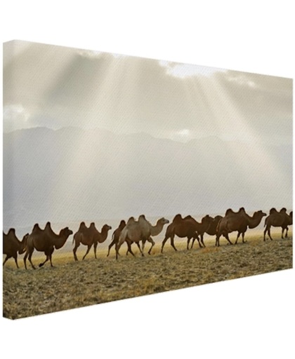 Een groep kamelen bij zonsondergang Canvas 120x80 cm - Foto print op Canvas schilderij (Wanddecoratie)
