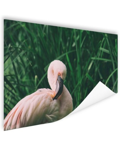 Roze flamingo in het riet Poster 150x75 cm - Foto print op Poster (wanddecoratie)