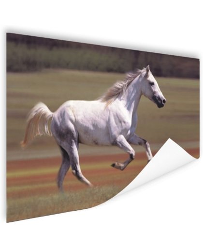 Vrolijk wit paard loopt in grasveld Poster 90x60 cm - Foto print op Poster (wanddecoratie)