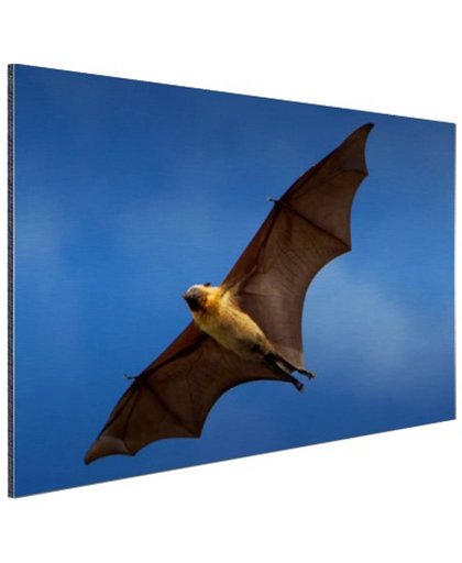 Grote vleermuis in vlucht Aluminium 30x20 cm - Foto print op Aluminium (metaal wanddecoratie)