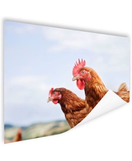 Close-up van twee kippen Poster 60x40 cm - Foto print op Poster (wanddecoratie)