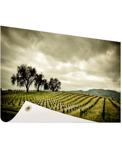 Vroege wijngaarden in de Napa Valley Tuinposter 120x80 cm - Foto op Tuinposter (tuin decoratie)