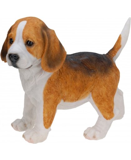 Honden beeldje staande Beagle puppy 29 cm