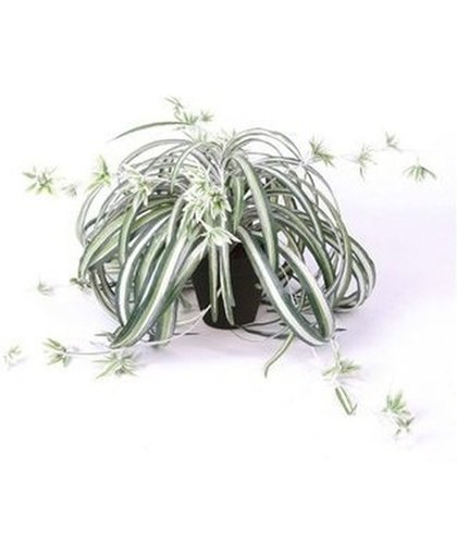 Kunstplant graslelie groen/wit in pot 55 cm - Kamerplant groen/witte gras lelie