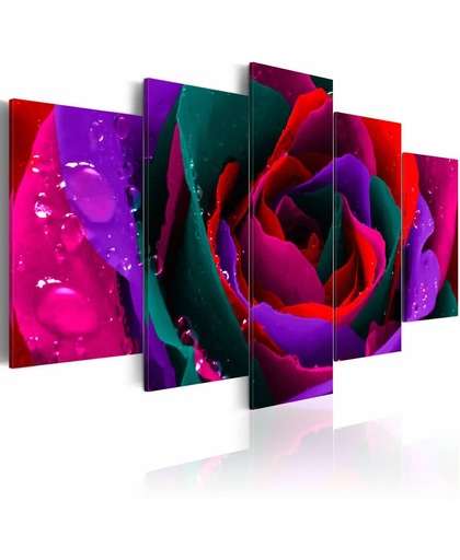 Schilderij - Multi kleurige roos