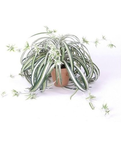 Kunstplant graslelie groen/wit in pot 55 cm - Kamerplant groen/witte gras lelie