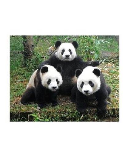 Dieren magneet 3d panda familie