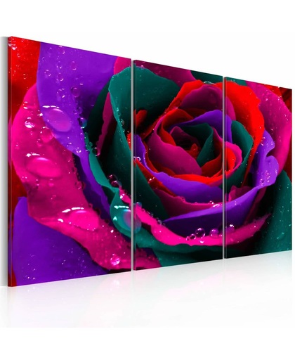 Schilderij - Regenboog kleurige roos